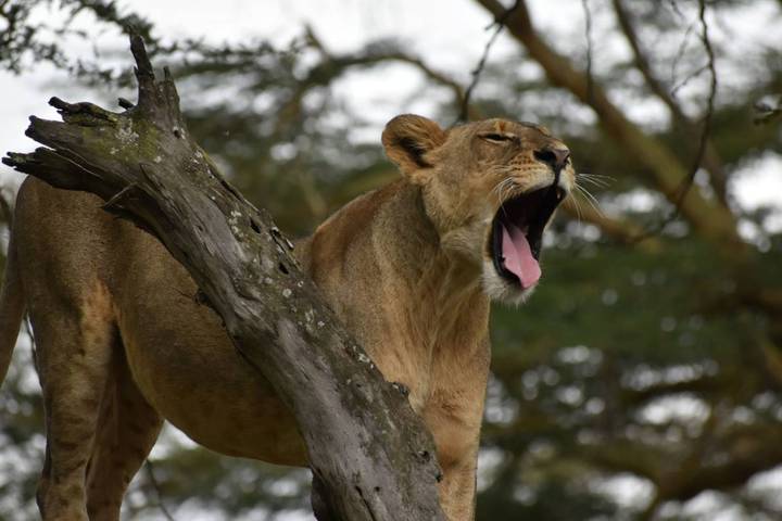 6 Days Best Of Kenya Honeymoon Safari