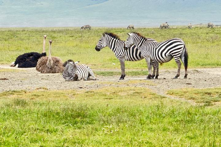 Best of Tanzania Classic Safari  **Sustainable Approach to Travel