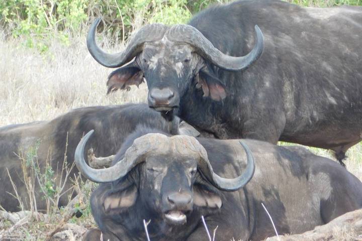 8 Days Mid-Range Wildlife Family Safari in Kenya