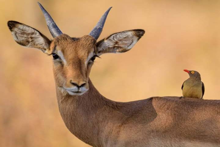 Day Trip to Mkomazi National Park