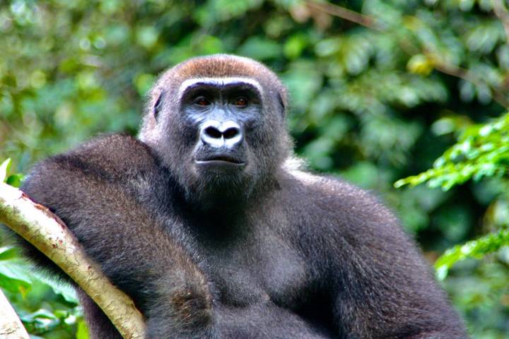 Animal Paradise Between Jungle and Sea