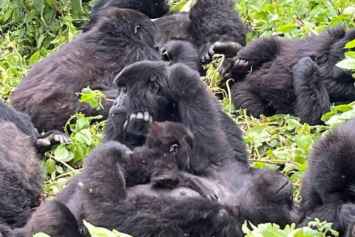 11-Day Rwanda Gorillas, Kenya, And Maasai Mara Adventure.