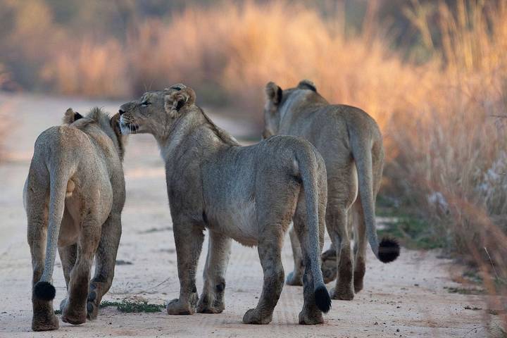 Lifetime Experience in Nyerere National Park