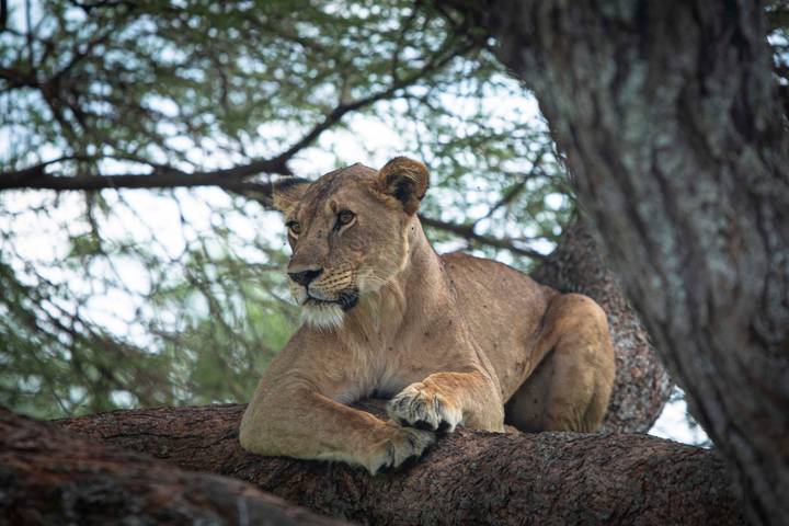 Best of Serengeti Migration and Big Five Safari