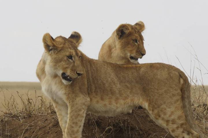 5 Day Savannah Explorer (Serengeti Migration + Big Five)