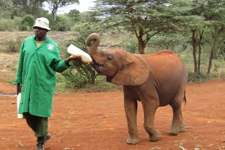 African Safari: Kenya and Tanzania  (Nairobi to Tarangire National P) (2025)