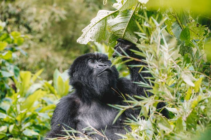 02 Days Gorilla Trek Rwanda