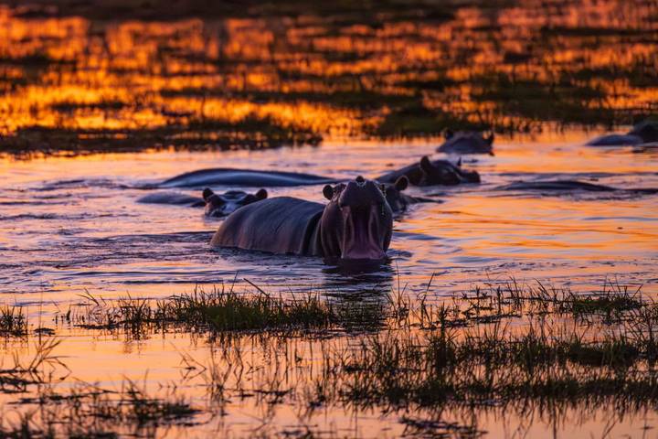 In the Viewfinder: Lion, Leopard and Wild Dog