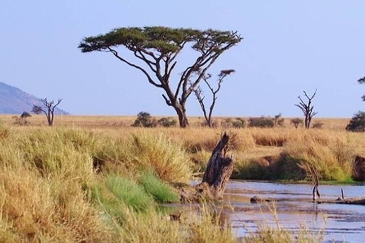 Customized Wildlife Safari in Tanzania, Daily Departure & Private Adventure (6-Days)