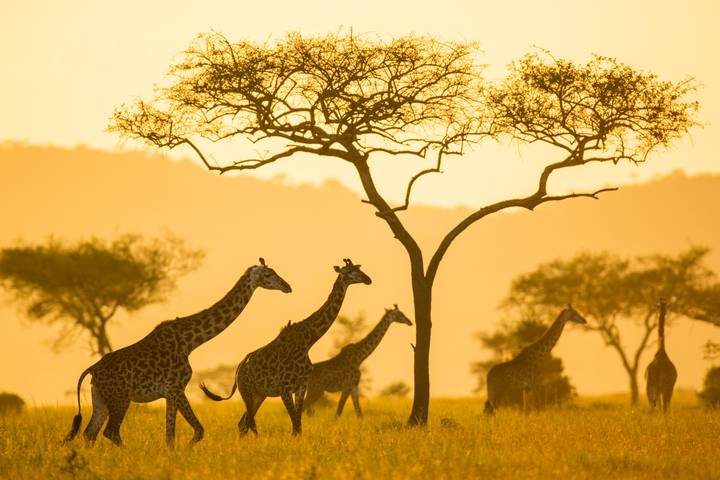 The Great Migration - An Ultimate Safari