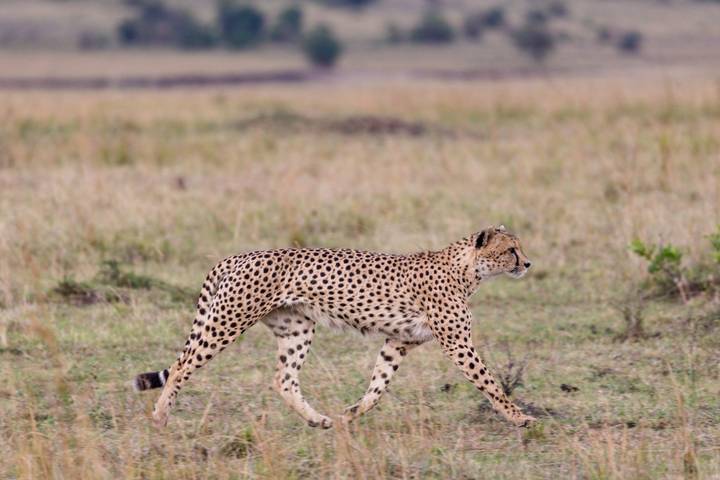 Ultimate Zambia Safari 5-Day