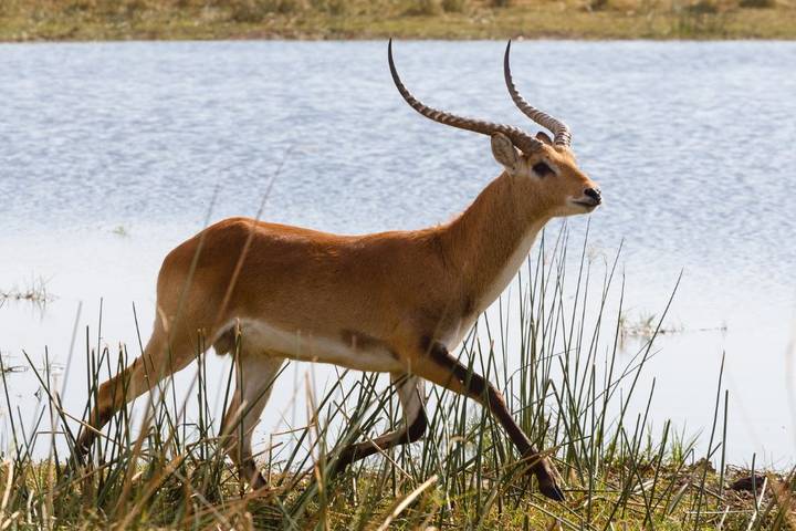 2-Day Okavango Delta Luxury Safari Escape