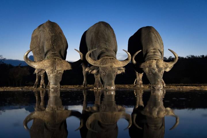 Animal Photography at Eye Level