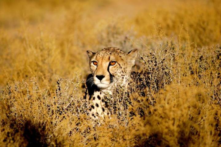 3 Day Big Five & Cheetah Run Safari – Inverdoorn