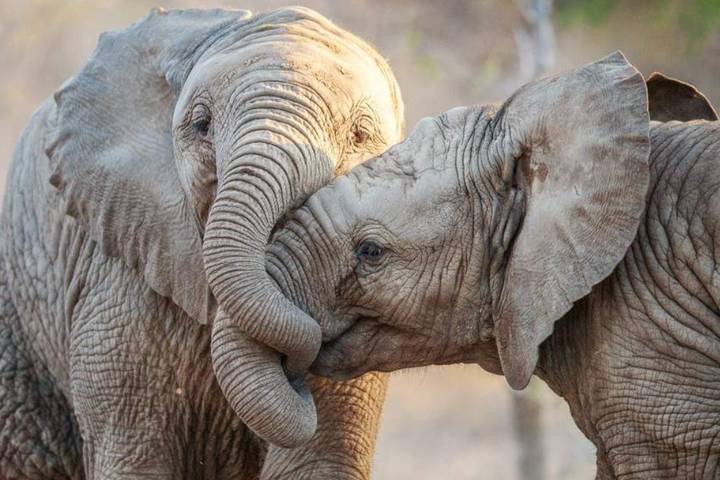 1-Day Cape Town Big Five Adventure with All Meals