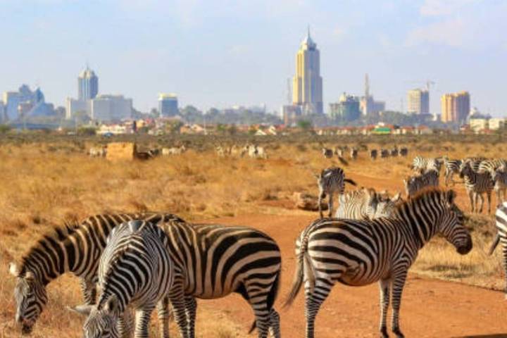 Nairobi National Park (Kenya) Guided Half-Day Safari Tour & Flight Connection to Lusaka, Zambia