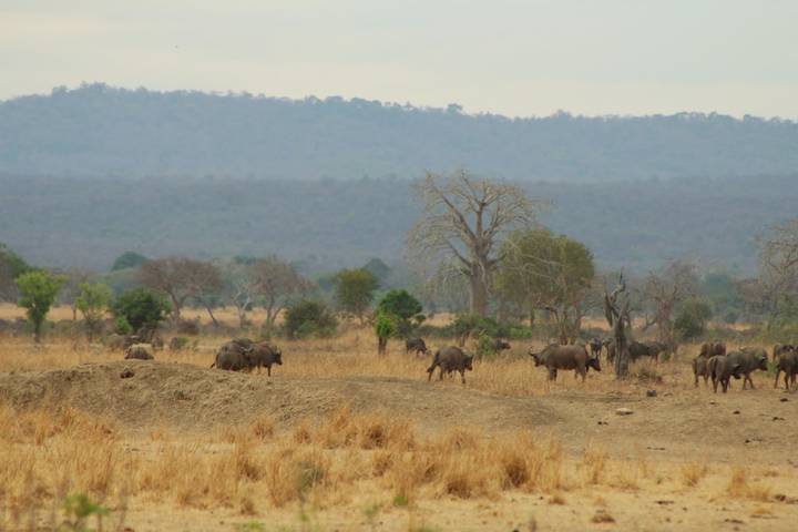 12 Days – Serengeti - Maasai Mara and Madagascar