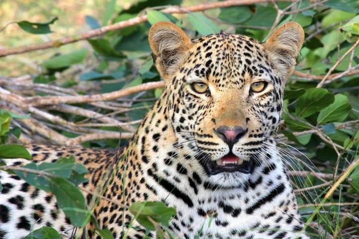 17 Days Best of Tanzania, Kenya and Madagascar