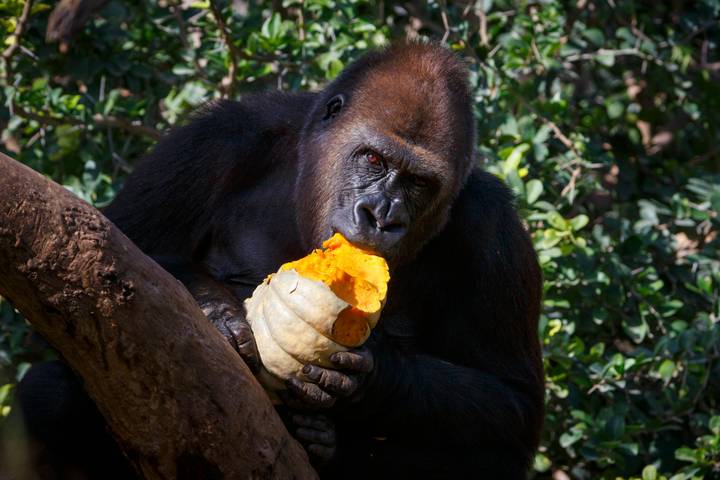 12 Days – Gorilla Trekking – Maasai Mara – Serengeti and Crater Safari