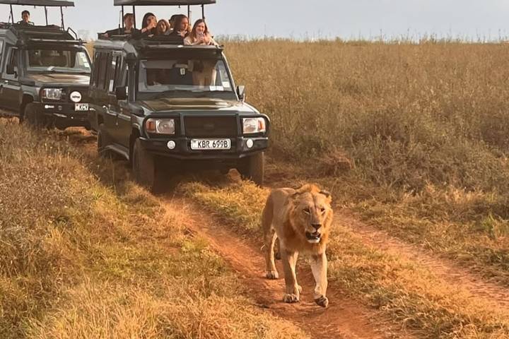 Nairobi National Park, Elephant Orphanage and Giraffe Centre Day Trip