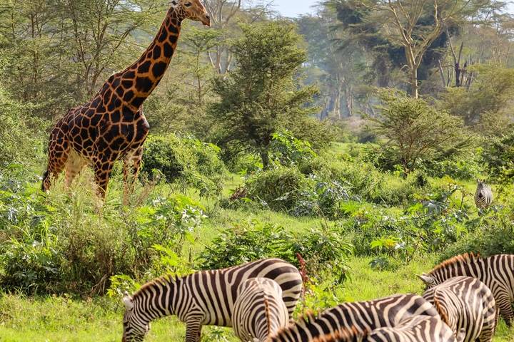 6 Days 5 Nights Maasai Mara, Lake Nakuru & Amboseli Group Joining Safari