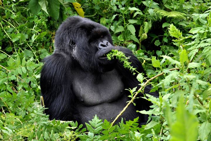 Uganda to Rwanda: Gorilla Treks & Safari Drives