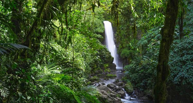 Cascade dans un cadre luxuriant de forêt tropicale verdoyante.