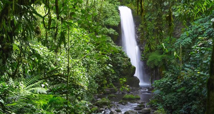 Une haute cascade blanche plonge à travers la végétation dense et verte de la forêt tropicale dans un ruisseau rocheux en contrebas.
