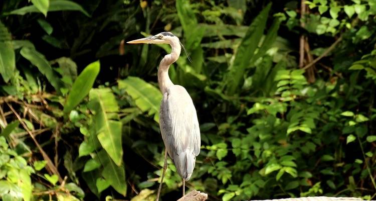 Costa Rica Adventure (Tortuguero Extension) - Costsaver 7