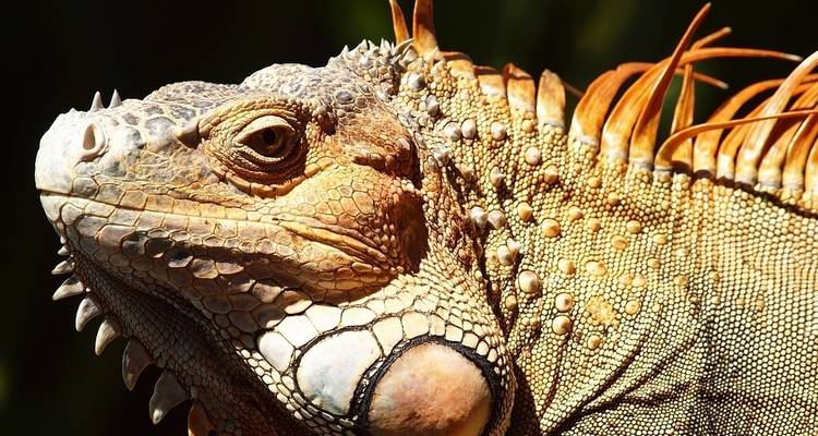 Costa Rica Adventure (Tortuguero Extension) - Costsaver 6
