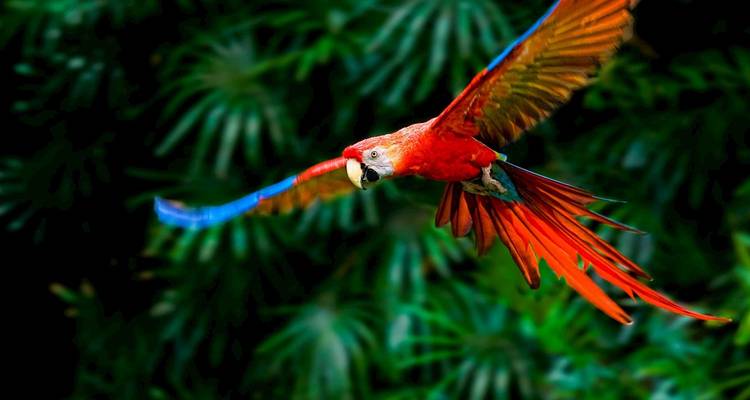 Rode ara vliegend over weelderig regenwoud.