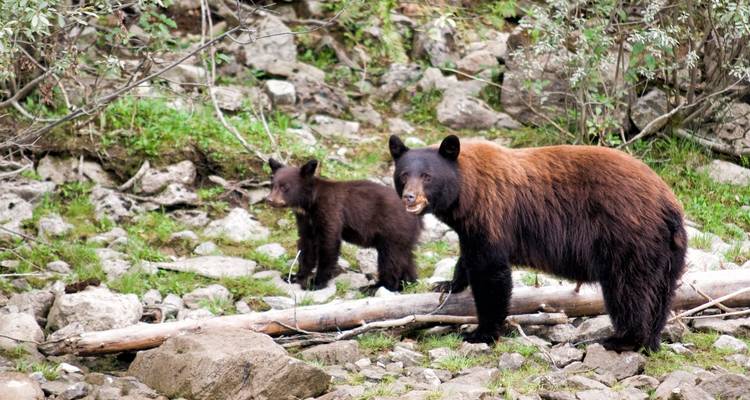 Canadian Rockies Small Groups National Parks Camping Tour 7 days - Bindlestiff Tours 2