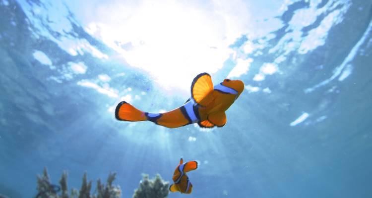 Turtle Conservation Papua New Guinea - No Limit Adventures 7