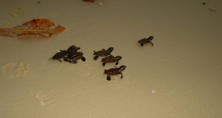 Turtle Conservation Papua New Guinea - No Limit Adventures 6