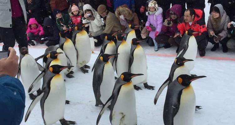 Festival de la Nieve de Hokkaido - 9 días - Supera Tours 4