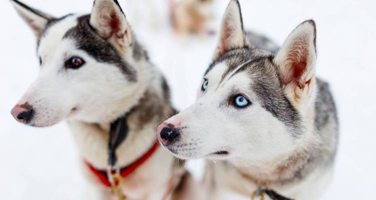 Gros plan de deux huskies en harnais sur la neige fraîche, l'un ayant des yeux bleu frappant.