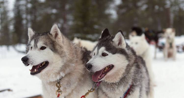 Paar fluffige husky's in harnas staan alert op een besneeuwde pad met een wazig hondenteam op de achtergrond.