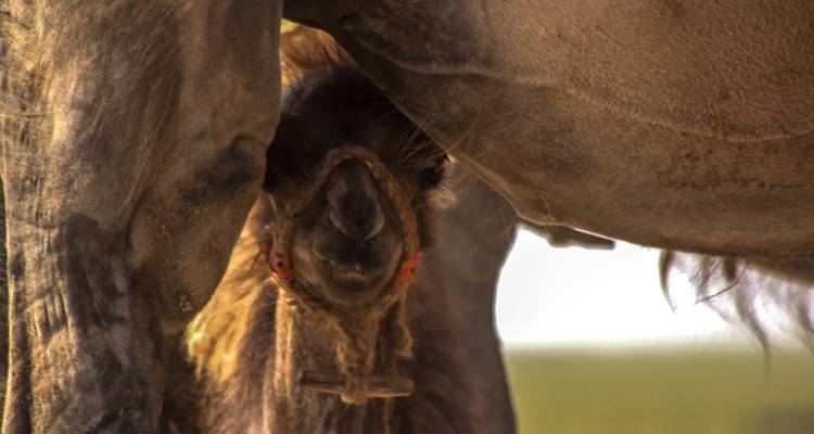 Mongolia: estepas, desiertos y nómadas - Exodus Adventure Travels 9