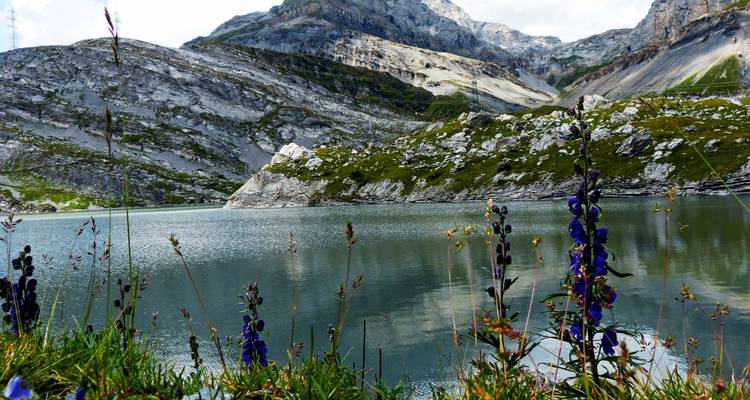 Un lac alpin tranquille reflète des pics gris escarpés et des fleurs sauvages dispersées le long de ses rives.