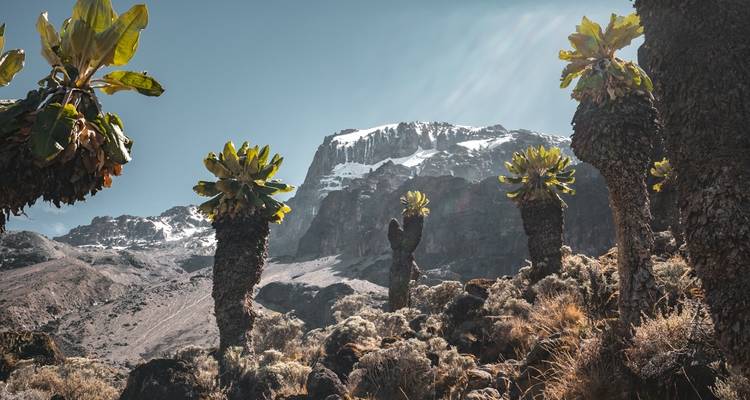 Ascension du Kilimandjaro : 9 jours sur la route de Lemosho - Altezza Travel 2