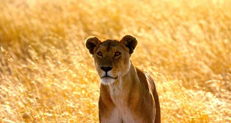 El safari definitivo - Viva Africa Tours 6