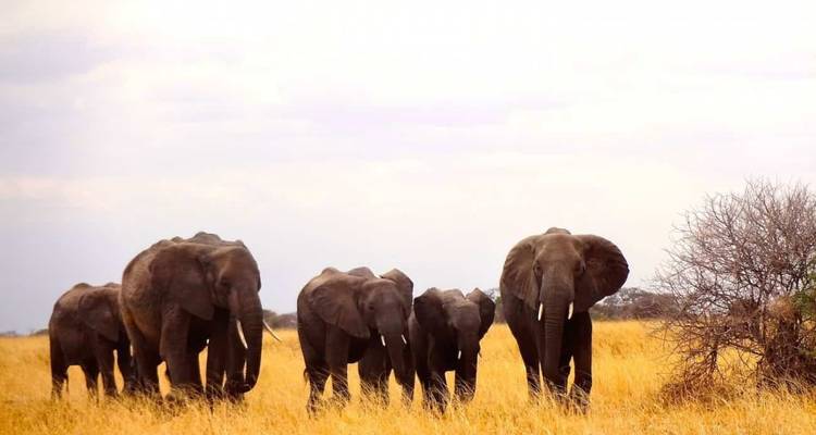 El safari definitivo - Viva Africa Tours 7
