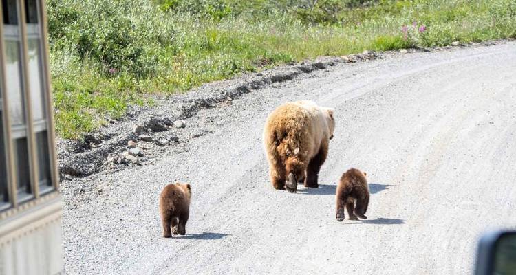 Exploration du Yukon et de l'Alaska - Ruby Range Adventure 2