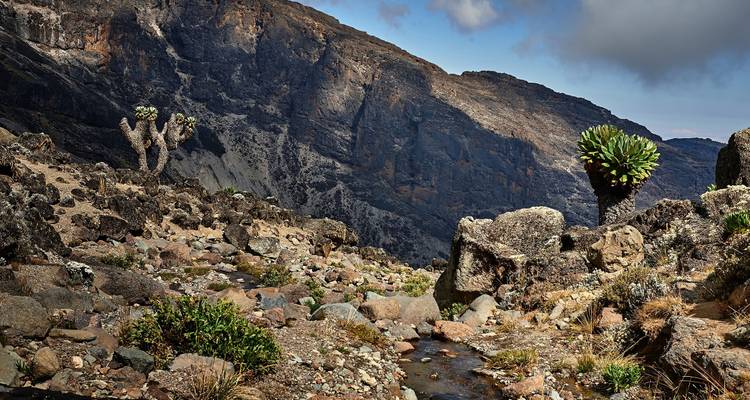 Climb Kilimanjaro: 8 Days Marangu Route - Altezza Travel 3