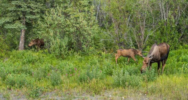 Northern Coast Mountains: Sightseeing Tour from Whitehorse to Anchorage - Ruby Range Adventure 7