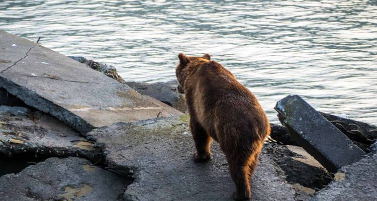 Northern Coast Mountains: Sightseeing Tour from Whitehorse to Anchorage - Ruby Range Adventure 1