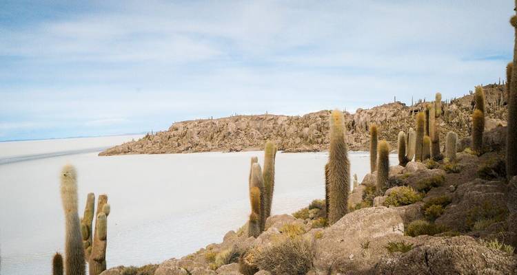 Paysage clairsemé de cactus bordant la vaste étendue blanche du Salar d'Uyuni
