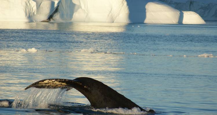 Amazing Days in Ilulissat - 4 Days - GJ Travel 2