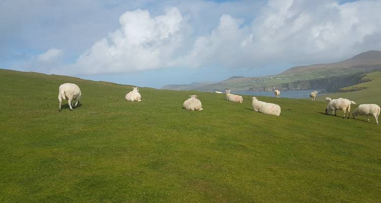 Norte salvaje - varios días - viaje en grupo pequeño por Irlanda - Wild N' Happy 3