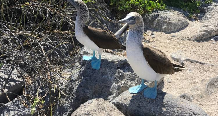 Expédition de 12 jours aux Galápagos - Rebecca Adventure Travel 2